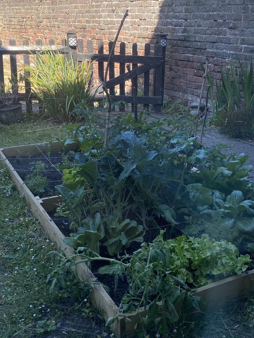 garden bed with vegetables