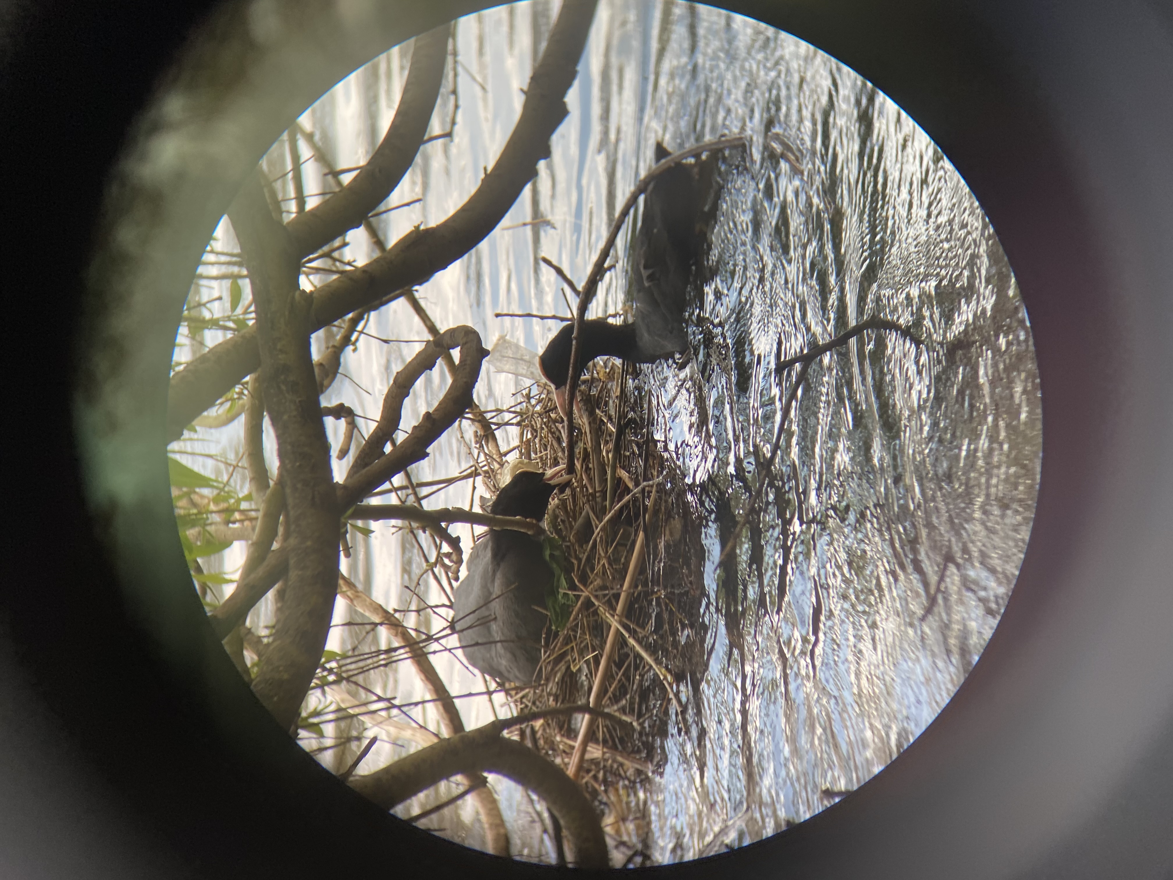 coots building their nest